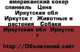 американский кокер спаниель › Цена ­ 5 000 - Иркутская обл., Иркутск г. Животные и растения » Собаки   . Иркутская обл.,Иркутск г.